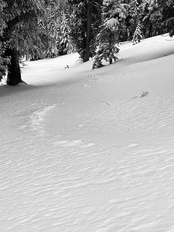 Yesterday's tracks were filled in overnight in exposed areas.