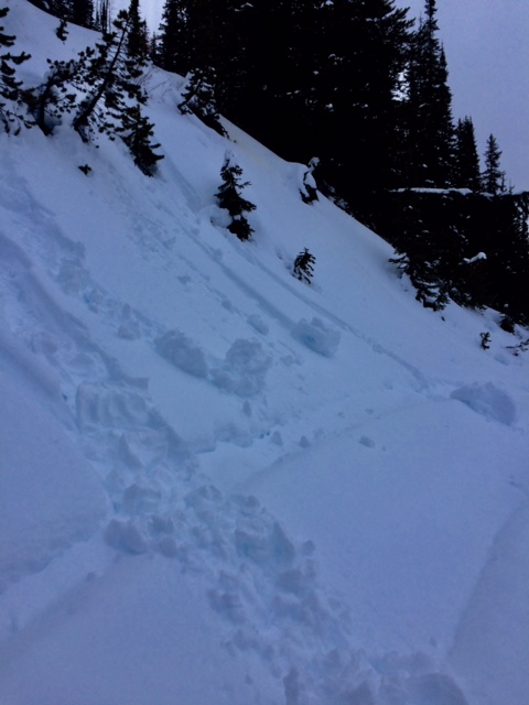 Rollerballs below 7500 feet East aspect.