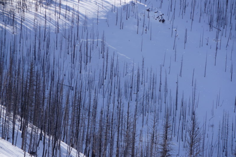 Another look at a persistent weal layer avalanche on a north aspect.