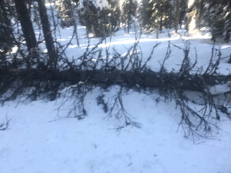 Fresh trees down from wind event during storm.