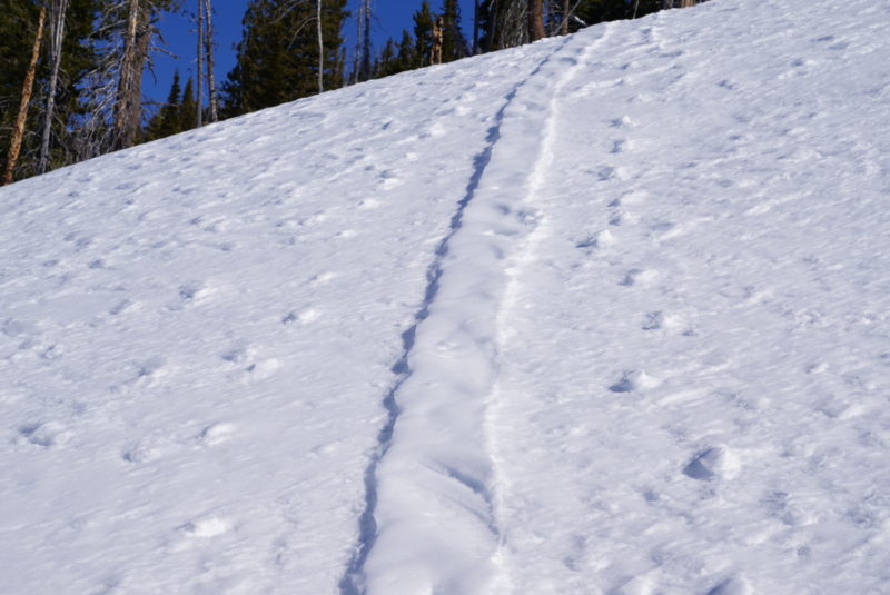 Skin track morphology from Monday on a solar aspect.