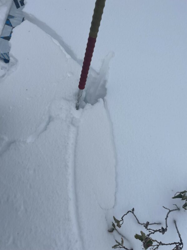 Small isolated collapsing near shrubs and logs