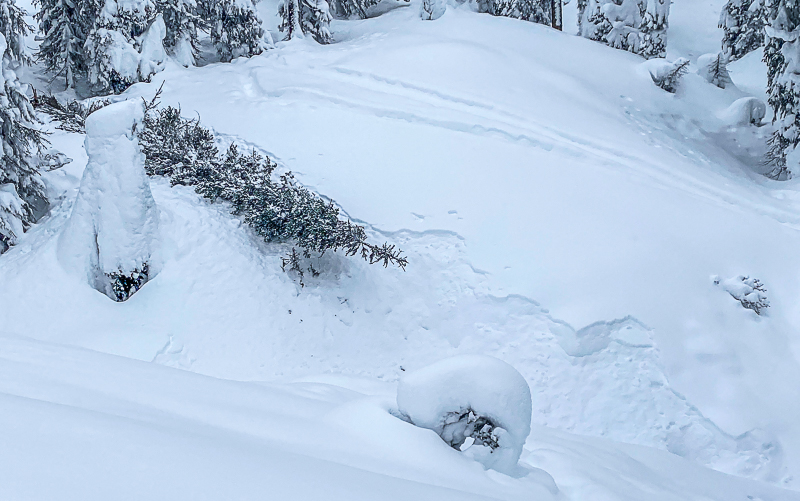 There has been a few downed trees this week, looks like this one triggered a small slab.