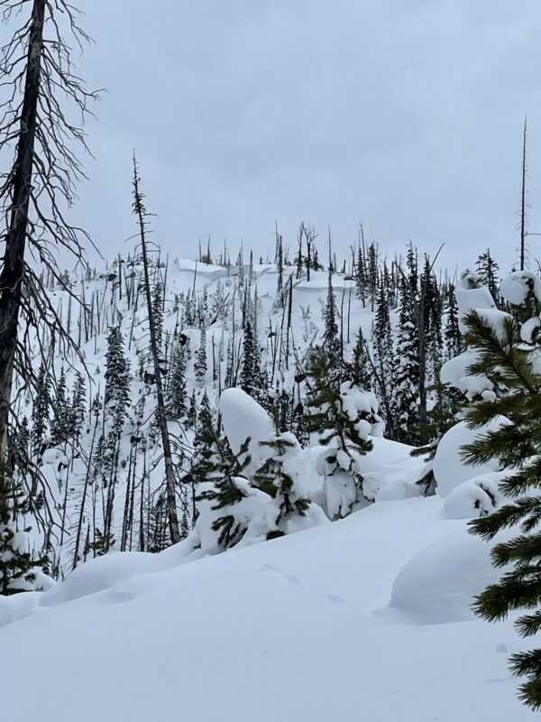Cornice development on north aspects