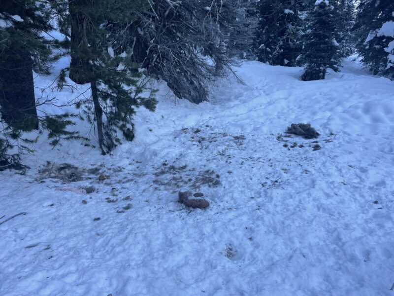 Elk carcass and fresh signs of wolves on trail.
