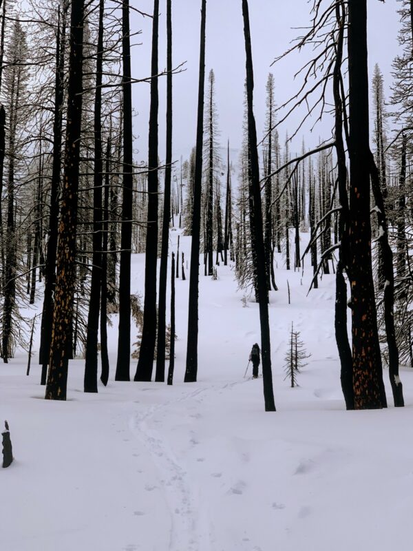 Even forest fires can provide beauty.