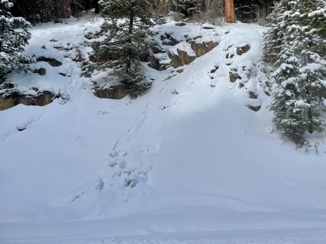 Just above the groomed trail out of the Donnelly traihead on West Mountain at about 6,000 we saw this Wet loose natural avalanche that happened from a rain event early in the week