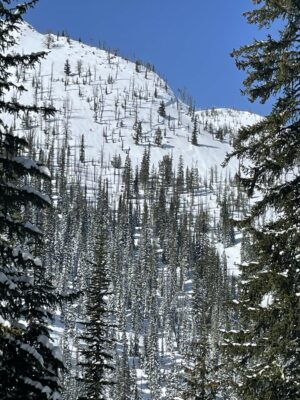 Look mid slope for crown on windy ridge