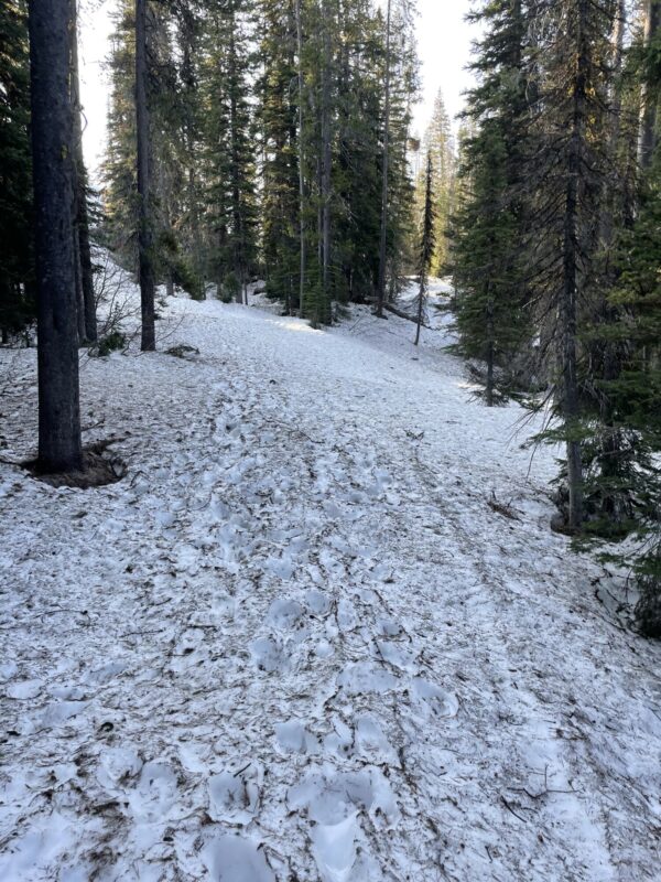 Snow surface littered with tree debris.