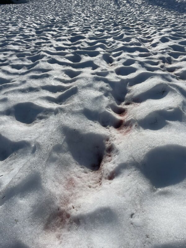 “Watermelon” snow and sun cups. Signs of a summer snowpack.